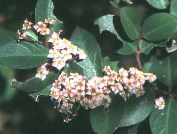 Acokanthera oppositifolia