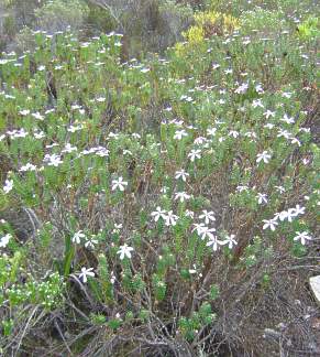 Growing in habitat at De Hoop.