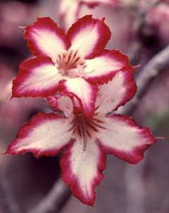 Adenium multiflora