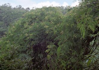 Adenopodia spicata growing at Vernon Crookes Nature Reserve, near Scottburgh