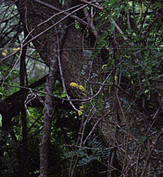 Adenopodia spicata leaves trunk and branches