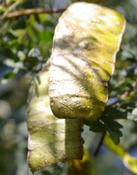 Adenopodia spicata fruit 