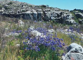 A. africanus  subsp. africanus  flowers well after fire.