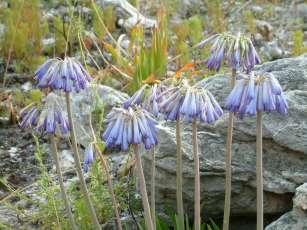 Growing in habitat