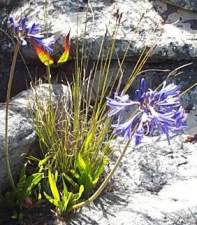 Agapanthus africanus on Table Mountain in January.