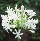 White form of A.praecox subsp orientalis