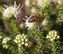 Image of A. apiculata bloom