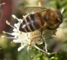 Image of bee visiting A. apiculata bloom