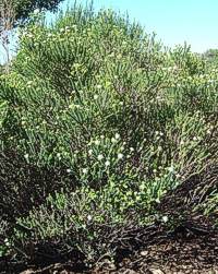 Image of A. apiculata bush