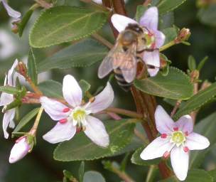 Agathosma crenulata and bee