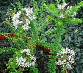 Agathosma lanceolata