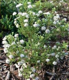 Image of A. capensis bush