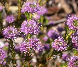 Image of purple Agathosma flowers