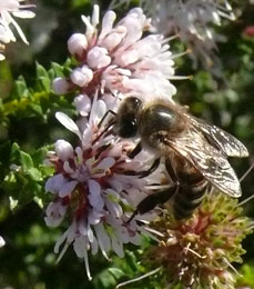 Bee visiting flower