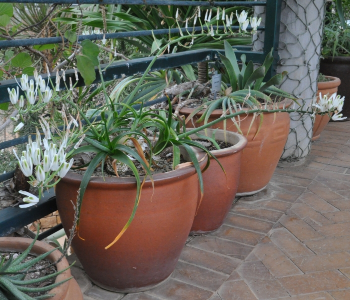 Albuca batteniana in the Conservatory, Kirstenbosch NBG.