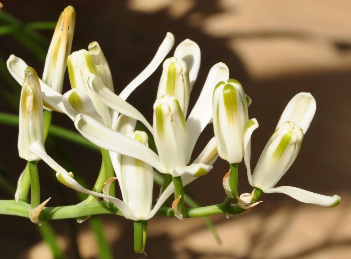 Albuca batteniana, flowers.