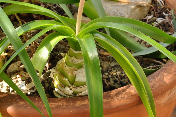 Albuca batteniana, bulb and leaves.