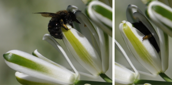 Albuca nelsonii visited by a carpenter bee, Kirstenbosch. (Alice Notten)