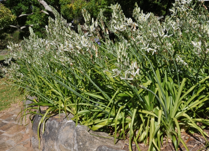 Albuca nelsonii growing in Kirstenbosch. (Alice Notten)