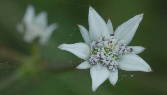 Alepidea amatymbica, flower head. (Geoff Nichols)