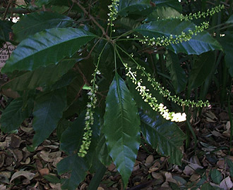 Allophylus dregeanus leaves and flowers