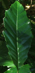 Allophylus dregeanus leaf 