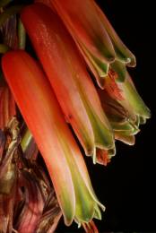 Aloe tubular flowers