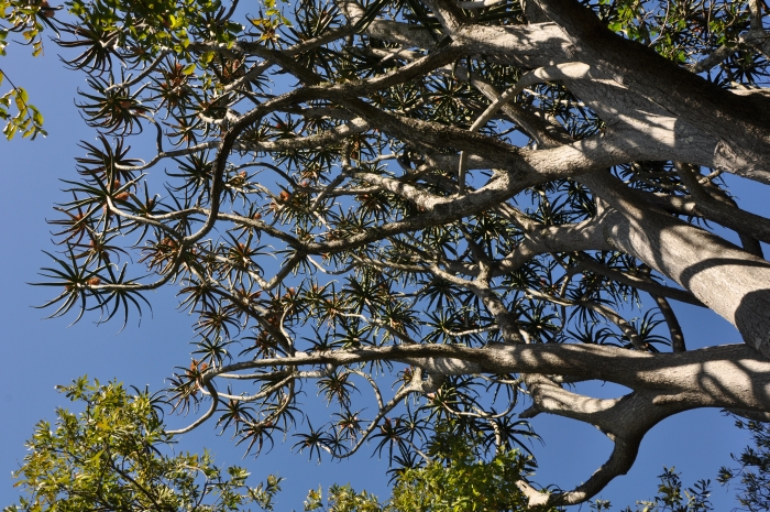 Aloidendron barberae, from below.