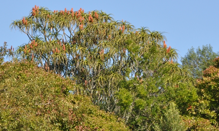 Aloidendron barberae, in flower in Kirstenbosch.