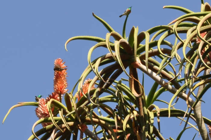 Aloidendron barberae, in flower with sunbirds, Kirstenbosch.