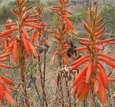 Aloe brevifolia flowers