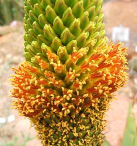 Inflorescence