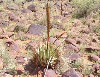 Near Aliwal North.  Photo copyright Philip Nel