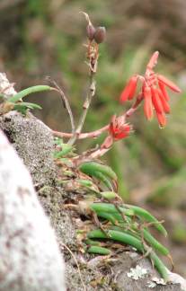 Aloe challisii