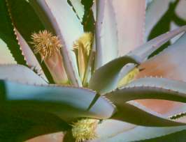 Aloe comosa