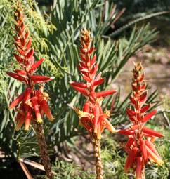 Aloe cryptopoda inflorescences