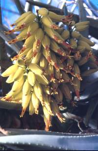 Flowers of A.dichotoma