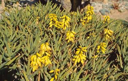 Bush in flower