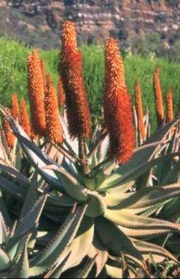 Aloe ferox - Aloès du Cap