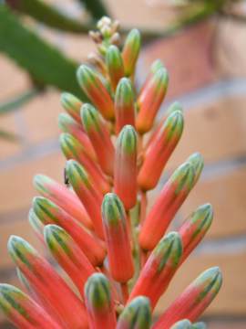 Close up of flower