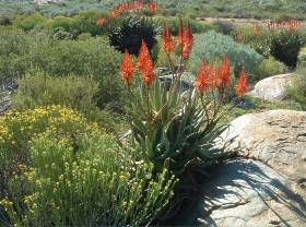 Aloe khamiesensis growing in habitat Kamieskroon