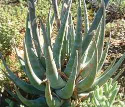 Aloe krapohliana leaves