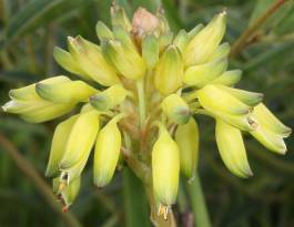 Aloe linearifolia flowers