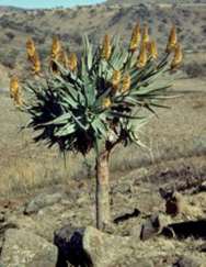 Growing in habitat