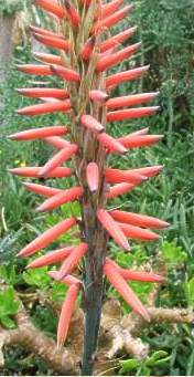 Flower of A. melanacantha