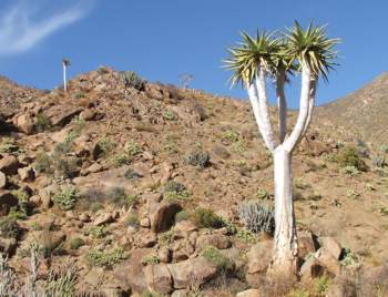 Growing in habitat