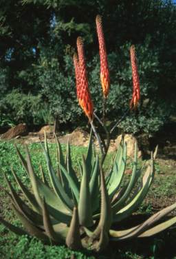 Aloe reitzii var. reitzii