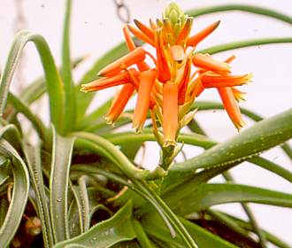 Aloe thompsoniae in a hanging baskets