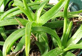 Aloe thompsoniae in cultivation (in a container) at Kirtenbosch