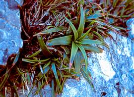 A close-up of Aloe thompsoniae in its habitat on the Wolkberg near Tzaneen (Limpopo Province) growing among sandstone rocks